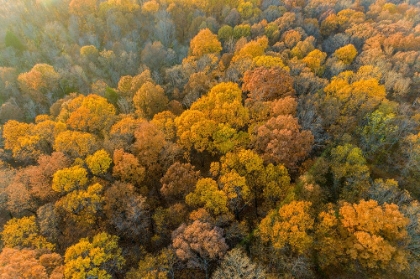 Picture of AERIAL VIEW OF FALL COLOR-MARION COUNTY-ILLINOIS