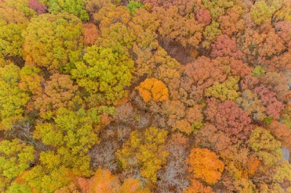 Picture of AERIAL VIEW OF FALL COLOR-MARION COUNTY-ILLINOIS