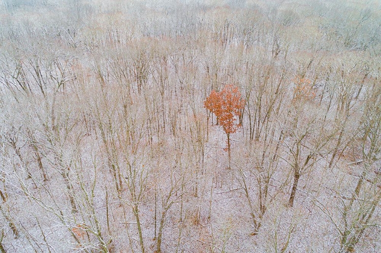 Picture of AERIAL VIEW OF A FRESH SNOW OVER THE FOREST-MARION COUNTY-ILLINOIS