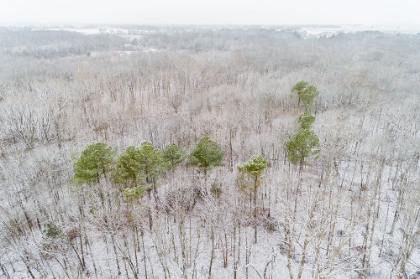 Picture of AERIAL VIEW OF A FRESH SNOW OVER THE FOREST-MARION COUNTY-ILLINOIS