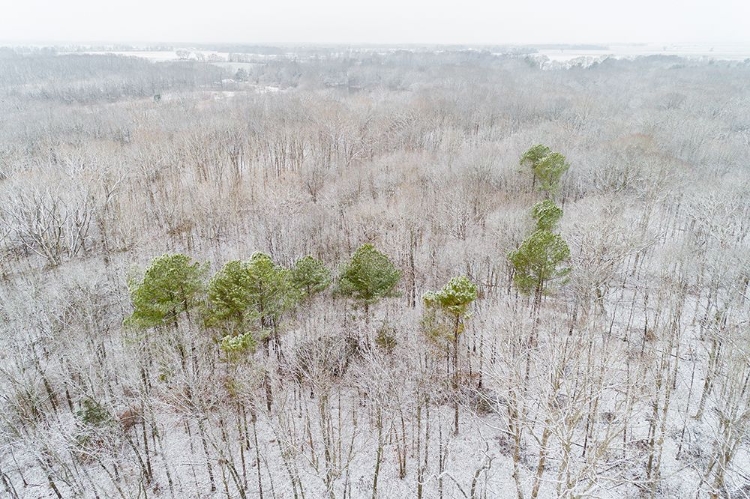 Picture of AERIAL VIEW OF A FRESH SNOW OVER THE FOREST-MARION COUNTY-ILLINOIS