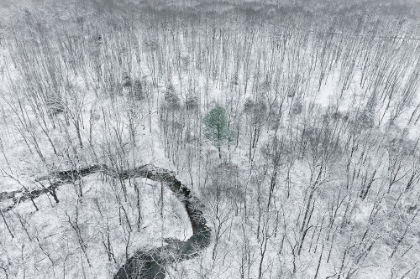 Picture of AERIAL VIEW OF WOODS AFTER A SNOWFALL-MARION COUNTY-ILLINOIS