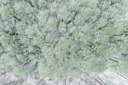 Picture of AERIAL VIEW OF WOODS AND WHITE PINE TREES AFTER A SNOWFALL-MARION COUNTY-ILLINOIS