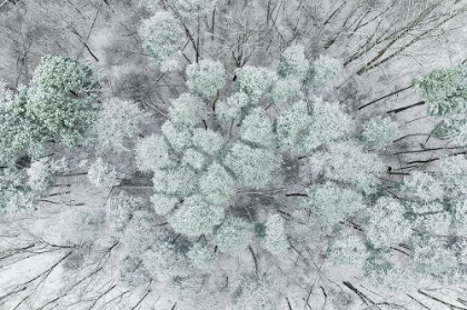 Picture of AERIAL VIEW OF WOODS AND WHITE PINE TREES AFTER A SNOWFALL-MARION COUNTY-ILLINOIS