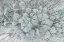 Picture of AERIAL VIEW OF WOODS AND WHITE PINE TREES AFTER A SNOWFALL-MARION COUNTY-ILLINOIS