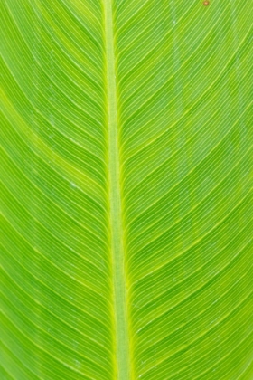 Picture of CANNA LEAF-MARION COUNTY-ILLINOIS