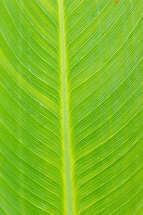 Picture of CANNA LEAF-MARION COUNTY-ILLINOIS