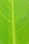 Picture of CANNA LEAF-MARION COUNTY-ILLINOIS