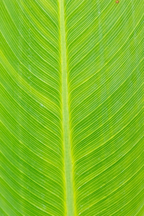 Picture of CANNA LEAF-MARION COUNTY-ILLINOIS