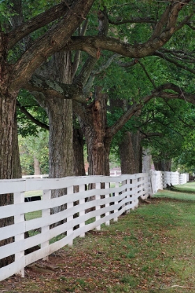 Picture of GATE AND WHITE WOODEN FENCE AND OVERHANGING TREES-SHAKER VILLAGE OF PLEASANT HILL