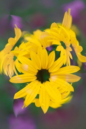 Picture of COREOPSIS FLOWER-LOUISVILLE-KENTUCKY