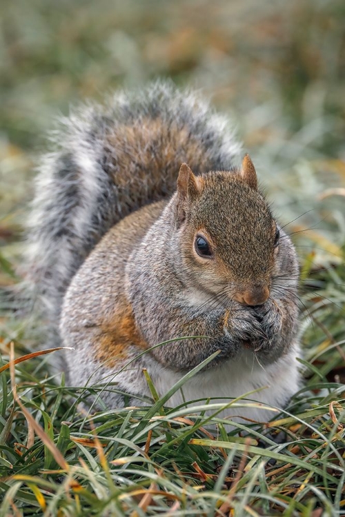 Picture of EASTERN GRAY SQUIRREL-KENTUCKY