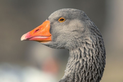 Picture of FRENCH TOULOUSE GOOSE-KENTUCKY