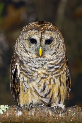 Picture of BARRED OWL-KENTUCKY