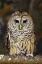 Picture of BARRED OWL-KENTUCKY