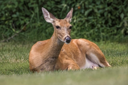Picture of WHITE-TAILED DEER LYING DOWN RESTING-KENTUCKY