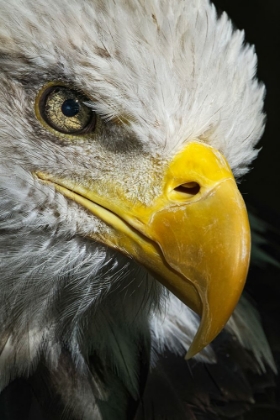 Picture of CLOSE-UP PORTRAIT OF BALD EAGLE-KENTUCKY