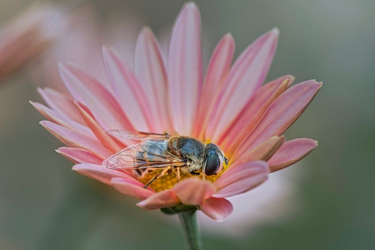 Picture of FLY MIMICKING A BEE-KENTUCKY