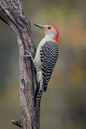 Picture of MALE RED-BELLIED WOODPECKER IN AUTUMN-KENTUCKY