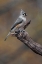 Picture of TUFTED TITMOUSE-KENTUCKY