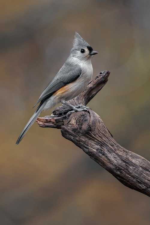 Picture of TUFTED TITMOUSE-KENTUCKY
