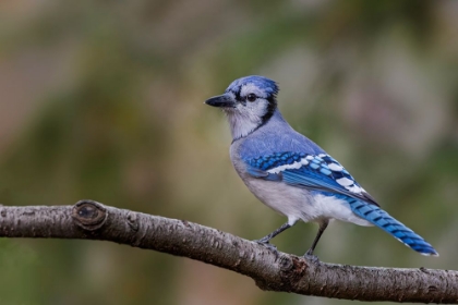 Picture of BLUE JAY IN AUTUMN-KENTUCKY