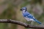Picture of BLUE JAY IN AUTUMN-KENTUCKY