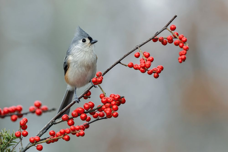 Picture of TUFTED TITMOUSE AND RED BERRIES-KENTUCKY