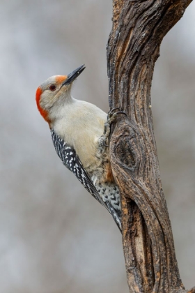 Picture of FEMALE RED-BELLIED WOODPECKER AND RED BERRIES-KENTUCKY