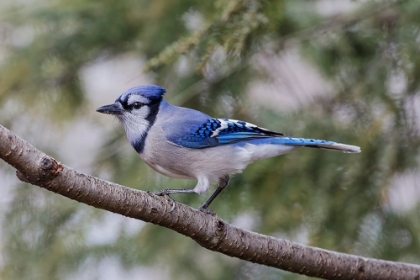 Picture of BLUE JAY IN WINTER-KENTUCKY
