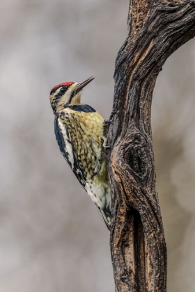 Picture of BIRD-YELLOW-BELLIED SAPSUCKER IN WINTER-KENTUCKY