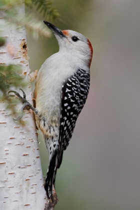 Picture of FEMALE RED-BELLIED WOODPECKER-MELANERPES CAROLINUS AND RED BERRIES-KENTUCKY