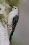 Picture of FEMALE RED-BELLIED WOODPECKER-MELANERPES CAROLINUS AND RED BERRIES-KENTUCKY