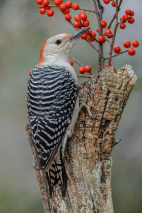 Picture of FEMALE RED-BELLIED WOODPECKER AND RED BERRIES-KENTUCKY