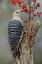 Picture of FEMALE RED-BELLIED WOODPECKER AND RED BERRIES-KENTUCKY