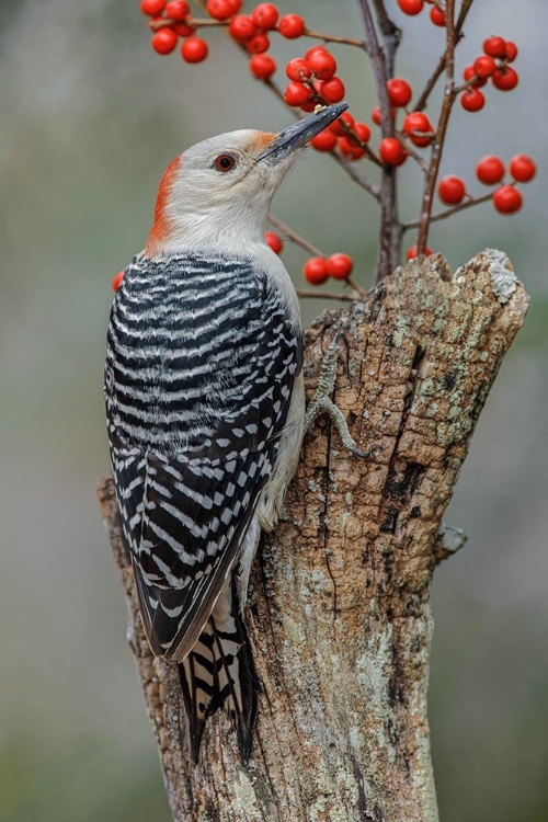 Picture of FEMALE RED-BELLIED WOODPECKER AND RED BERRIES-KENTUCKY