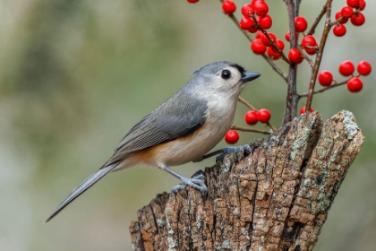 Picture of TUFTED TITMOUSE AND RED BERRIES-KENTUCKY