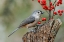 Picture of TUFTED TITMOUSE AND RED BERRIES-KENTUCKY