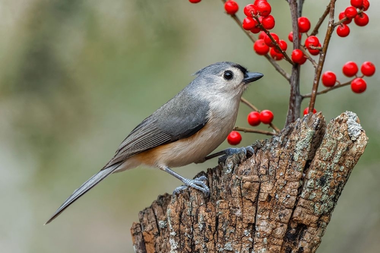 Picture of TUFTED TITMOUSE AND RED BERRIES-KENTUCKY