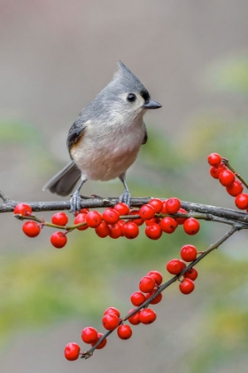 Picture of TUFTED TITMOUSE AND RED BERRIES-KENTUCKY