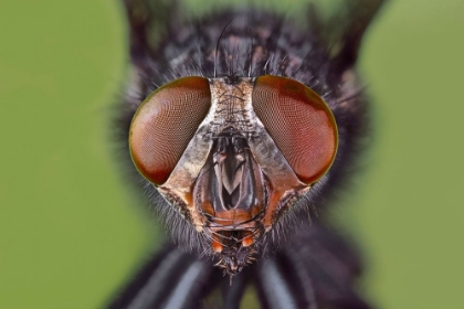 Picture of EXTREME CLOSE-UP OF HOUSE FLY HEAD AND FACE-KENTUCKY