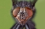 Picture of EXTREME CLOSE-UP OF HOUSE FLY HEAD AND FACE-KENTUCKY