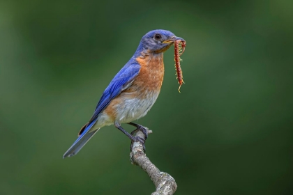 Picture of MALE EASTERN BLUEBIRD WITH CENTIPEDE-KENTUCKY