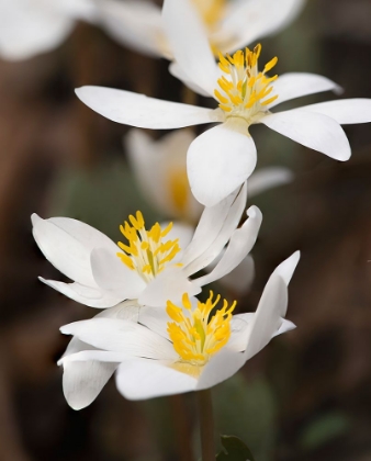 Picture of BLOODROOT FLOWERS THE PARKLANDS-LOUISVILLE-KENTUCKY