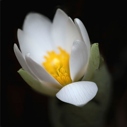 Picture of BLOODROOT FLOWER THE PARKLANDS-LOUISVILLE-KENTUCKY