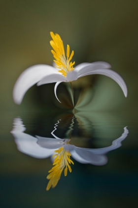 Picture of BLOODROOT FLOWER AND REFLECTION THE PARKLANDS-LOUISVILLE-KENTUCKY