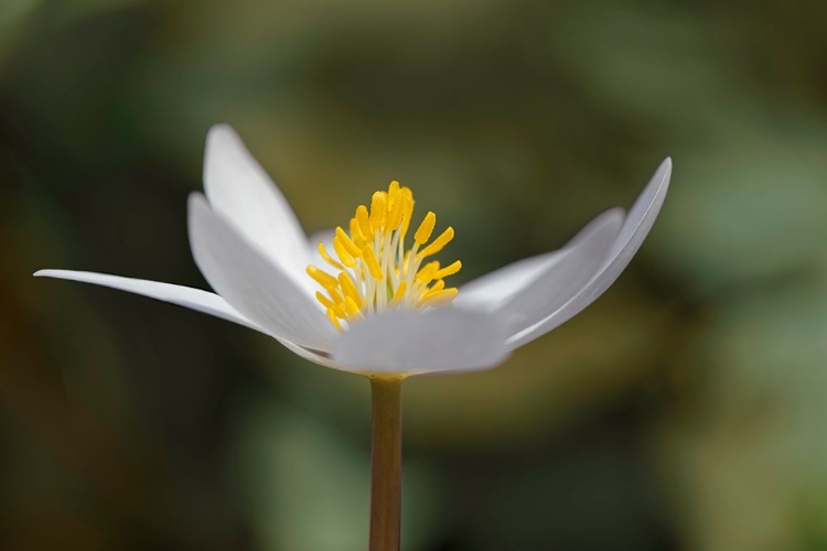 Picture of BLOODROOT FLOWER THE PARKLANDS-LOUISVILLE-KENTUCKY