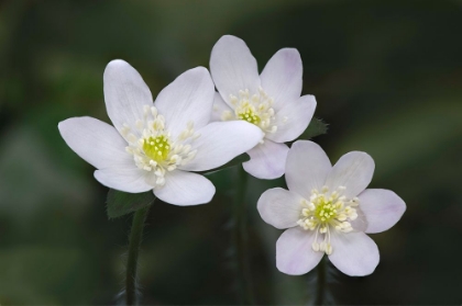 Picture of TRIO OF WOOD ANEMONE FLOWERS-THE PARKLANDS-LOUISVILLE-KENTUCKY