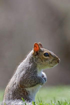 Picture of EASTERN GRAY SQUIRREL-KENTUCKY