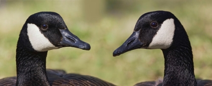 Picture of CANADA GEESE-KENTUCKY